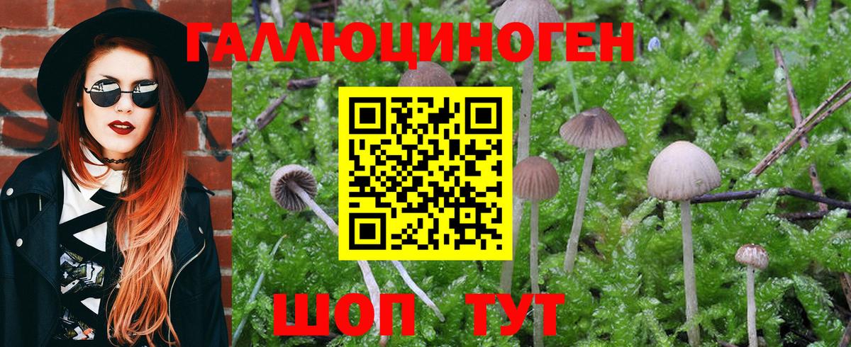 Галлюциногенные грибы MAGIC MUSHROOMS Вологда